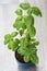 Basil, kitchen herb