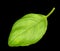 Basil leaf