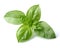 Basil leaves