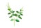 Basil leaves on the branch. herbs for cooking hand drawing illustration . ingredient plant for food. isolated pictures