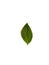 Basil leaves are edible vegetables on a white background.