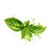 Basil leaves graphic illustration. Basil or Ocimum basilicum, also called great basil or Saint-Joseph\'s-wort. Culinary herb of th