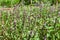 Basil leaves harvest or fresh leaf basil in herb garden