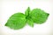 Basil leaves illustration