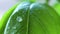 Basil leaves with small droplets of water coming off of the pedal