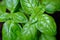 Basil leaves with tiny fruitfly