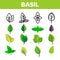Basil Leaves Vector Thin Line Icons Set