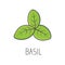 Basil line vector illustration, cooking isolated icon.