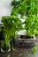 Basil, mint and othe plants growing in pots at home as a small herb garden