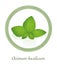 Basil Ocimum Basilicum Culinary Herb Logo