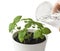 Basil Ocimum basilicum, Great Basil or Saint-Joseph`s-wort in flower pot. Hand nurturing and watering young baby plants