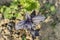 Basil. Ocimum basilicum. Spice, herb garden. Italian Cuisine. Bushes basil
