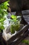 Basil pesto sauce in glass on wooden table.