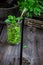 Basil pesto sauce in glass on wooden table.