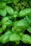 Basil plant