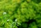Basil plant on blurred vibrant green foliage background