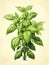 Basil - A Plant With Green Leaves