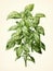 Basil - A Plant With Green Leaves