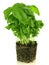 Basil plant, isolated