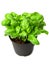 Basil plant in vase