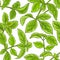 Basil plant vector pattern