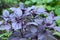 Basil: planting, growing and harvesting basil leaves. Close up on organic fresh purple basil leaves
