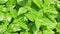 Basil plants background