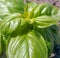 Basil Plants, Close Up