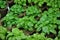 Basil plants Ocimum basilicum in a greenhouse