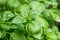 Basil plants ocimum basilicum growing