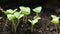 Basil plants steadicam closeup