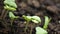 Basil plants steadicam closeup