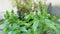 Basil plants on terrace, closeup