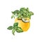 Basil in a pot isolated on a white background. Provencal herbs in watercolor. Illustration of kitchen herbs and spices. Suitable