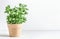 Basil potted in terracotta plant pot on white table at wall background. Cooking ingredient with fresh Mediterranean herbs. Front