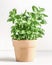 Basil potted in terracotta plant pot on white table at wall background. Cooking ingredient with fresh Mediterranean herbs. Front