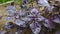 Basil with purple leaves on a garden bed in a greenhouse.