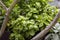 Basil and Sage growing in a pot in full bloom