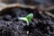 Basil Seedling Germinating in Pot