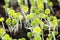 Basil seedlings