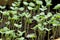 Basil seedlings