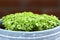 Basil Seedlings in Pot