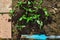 Basil Seedlings prepared for planting