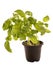 Basil sprout in flower pot isolated