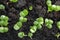 Basil sprouts have sprouted in the ground