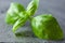 Basil on stone kitchen board