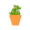 Basil vector culinary herb in terracotta pot.