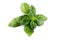 Basil on white background