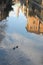 Basilica palladiana in vicenza reflected and two ducks
