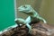 Basiliscus plumifrons